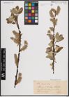 Foto von Salix caprea L.